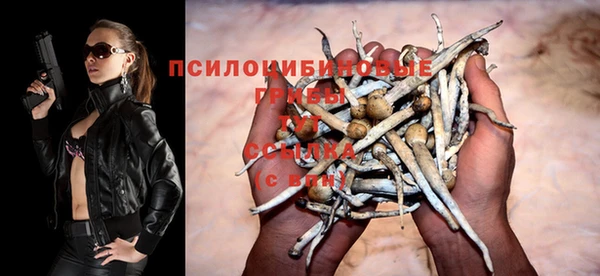 прущие грибы Горняк