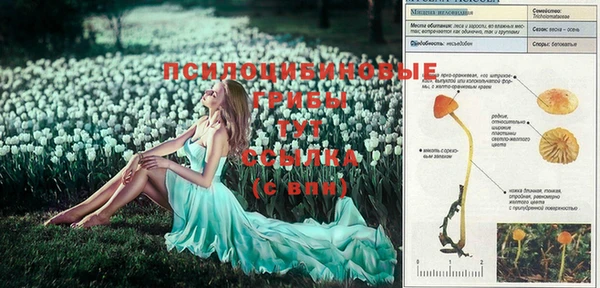 прущие грибы Горняк